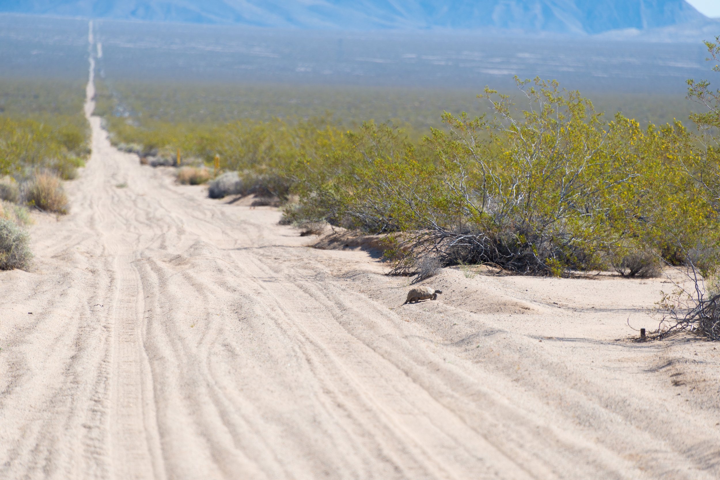 A tortoise makes it across a quiet dirt road in Mojave Trails National Monument.