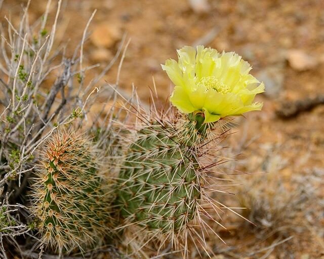 Your Mojave Moment.  Rain is the conductor of an orchestra of color in the desert.  But we are not the only audience.  How many pollinators do you think have visited this amazing cactus bloom?  It&rsquo;s impossible not to stop and admire.⠀
⠀
#Mojave