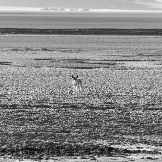 A coyote on patrol along the edges of Soda Dry Lake in the Mojave National Preserve.