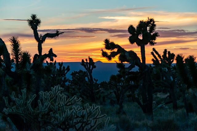 Your Mojave Moment.  Good night, desert.