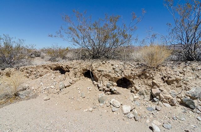 What do you think lived in these burrows in the Mojave desert?⠀
⠀
#Mojave #desert #conservation
