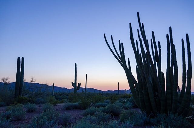 Your Sonoran Second.  Sunset at Organ Pipe Cactus National Monument.  And heartfelt appreciation to the future activists that will tear down the wall that is now interrupting nature&rsquo;s harmony on this landscape. ❤️ ⠀
⠀
#desert #conservation #tea